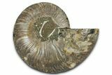 Cut & Polished Ammonite Fossil (Half) - Madagascar #336641-1